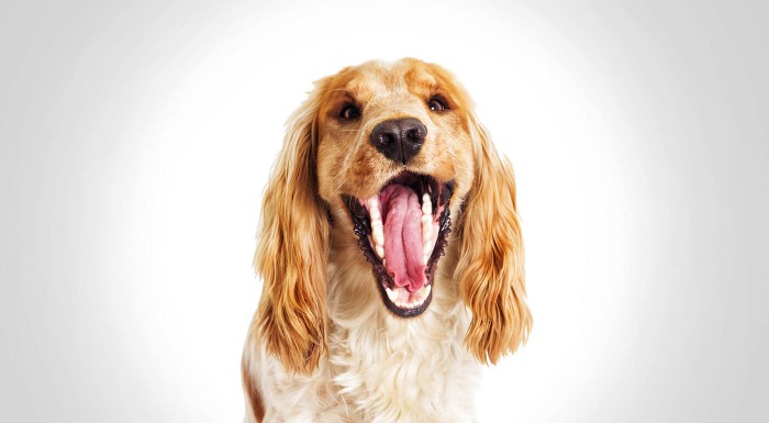 Dentálny pamlsok pre psy Dental Meatsnax