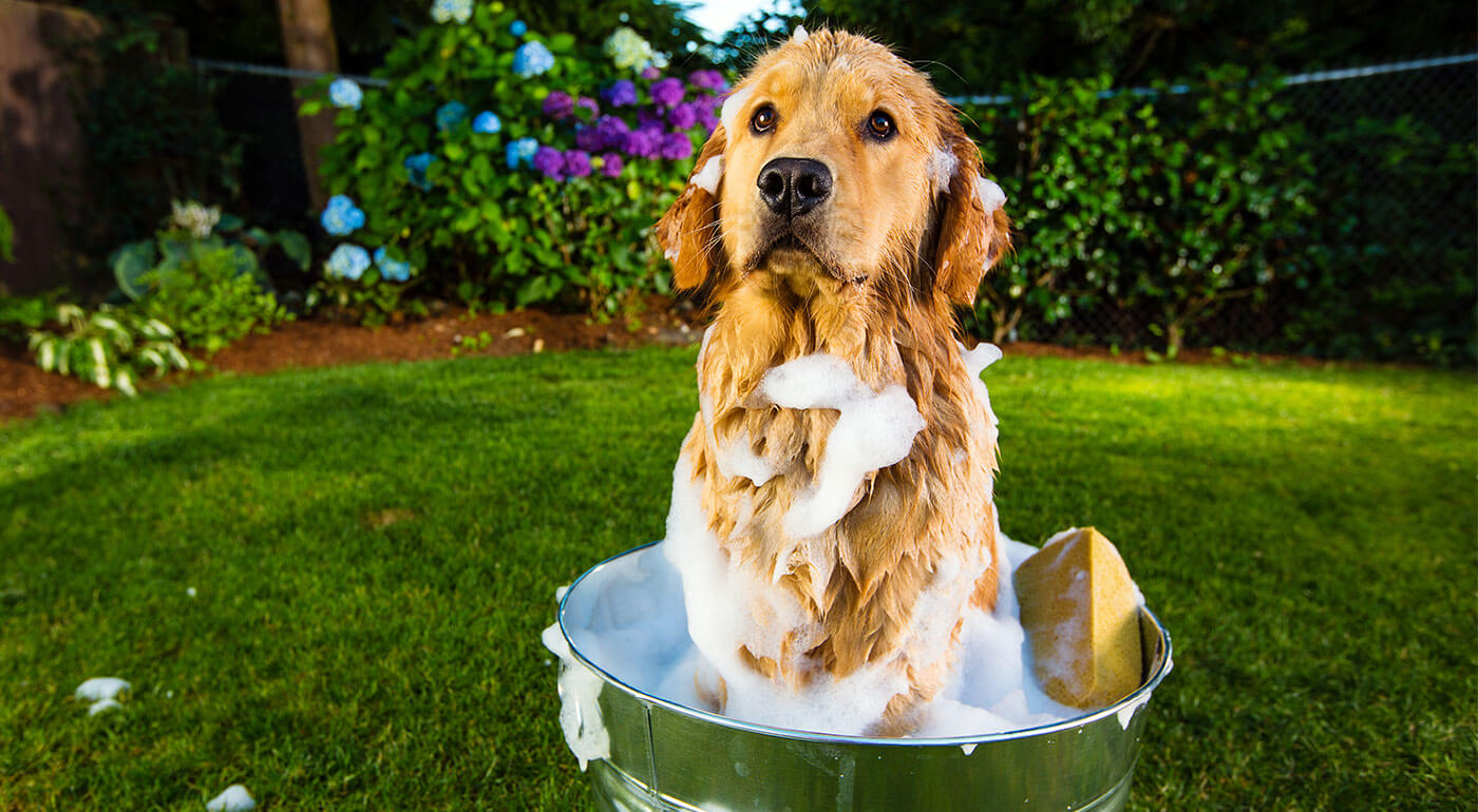 Prírodná kozmetika pre psov