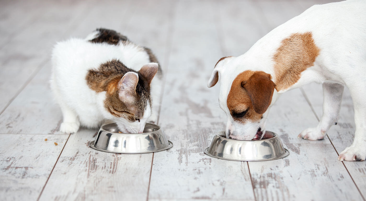 Naklíčené semená ako doplnok výživy pre zvieratká