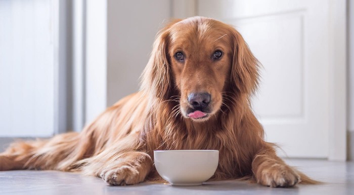 Krmivo pre psy Carna4 s kuracím a kačacím mäsom