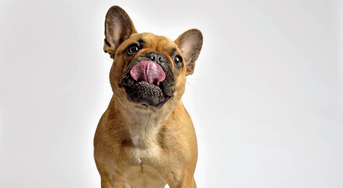 Výživné sušienky pre psíkov Carna4