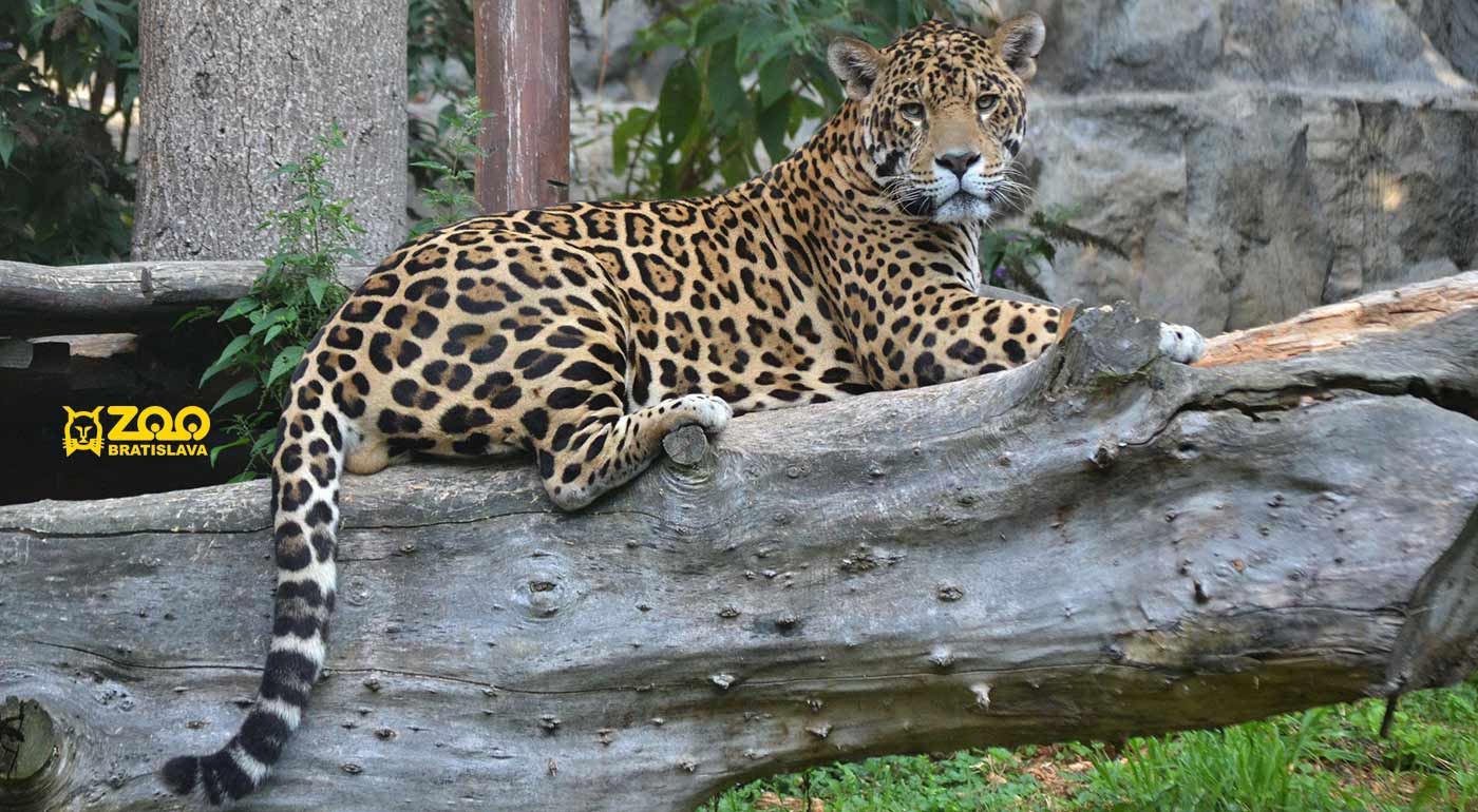 Vstupenky do ZOO Bratislava