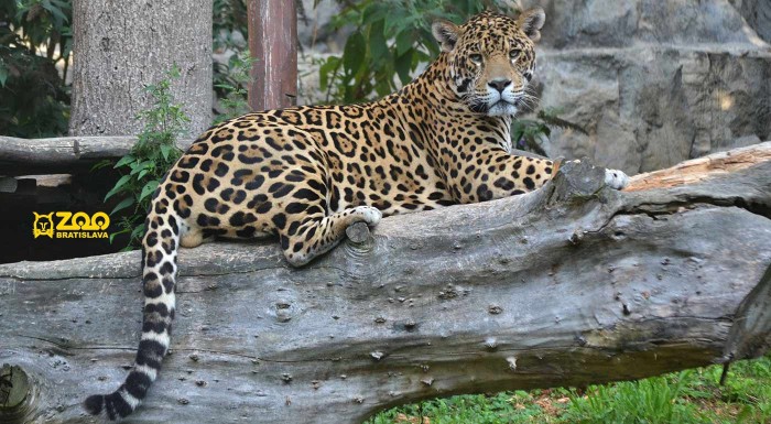 Vstupenky do ZOO Bratislava