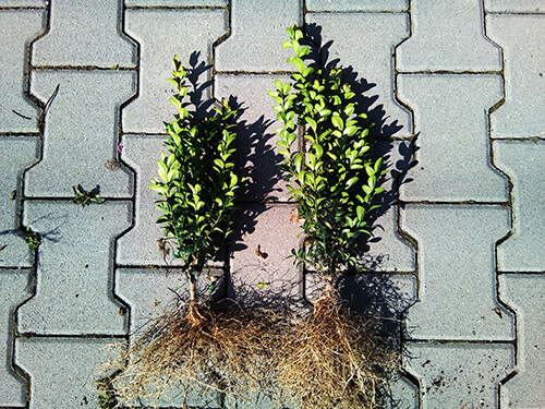 Krušpán vždyzelený (výška 30 cm)