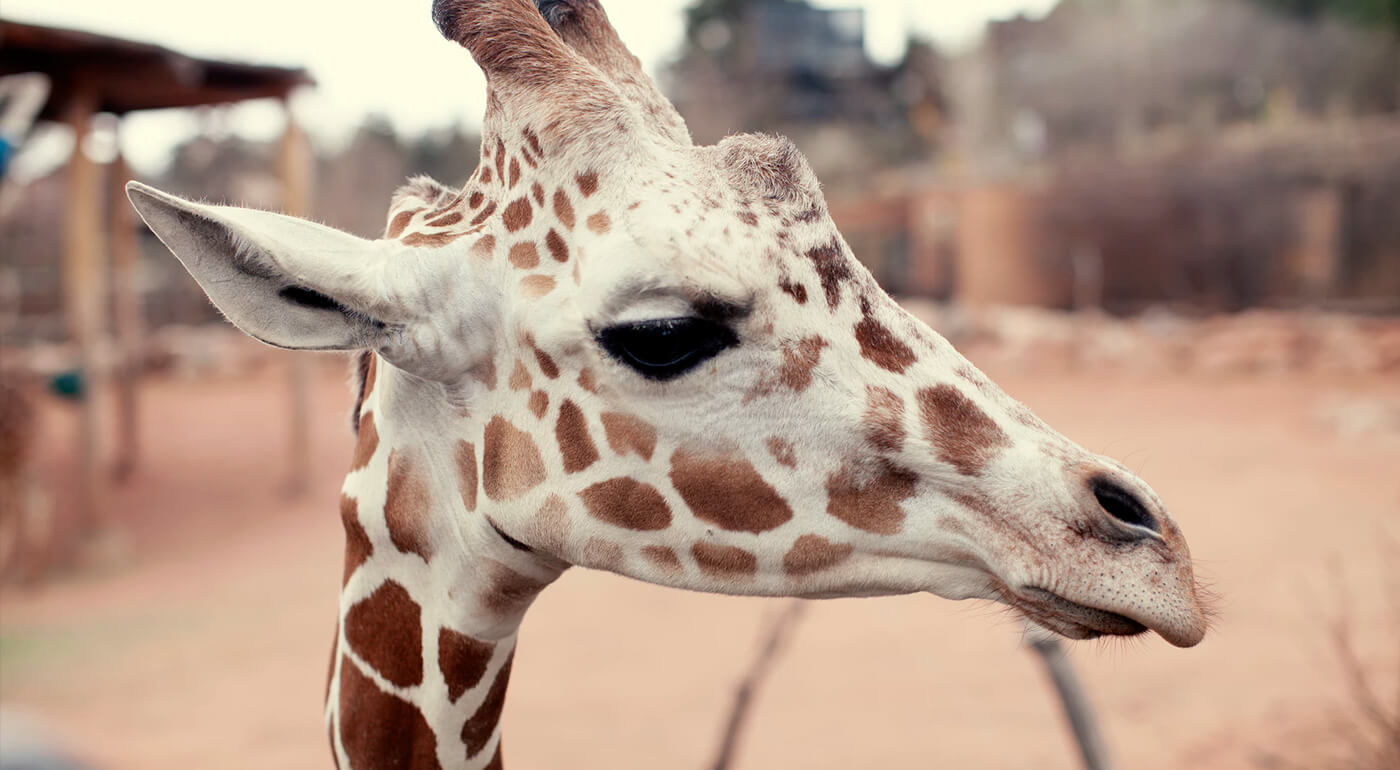 Špeciálne vstupenky do ZOO Bratislava 1+1 zdarma