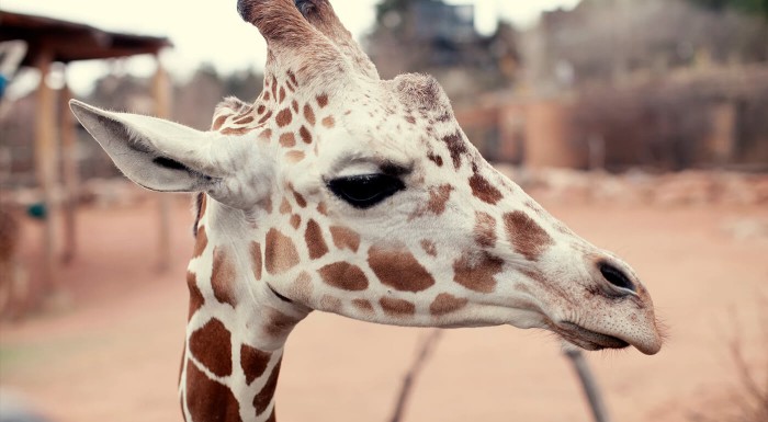 Špeciálne vstupenky do ZOO Bratislava 1+1 zdarma