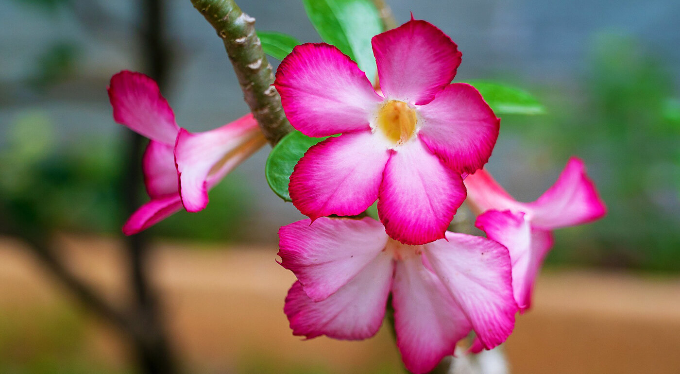 Exotické rastliny pre váš domov