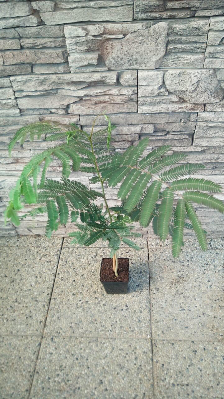 Perzský hodvábny strom (Albizia julibrissin) - mladá rastlinka (veľkosť cca 25-30 cm)