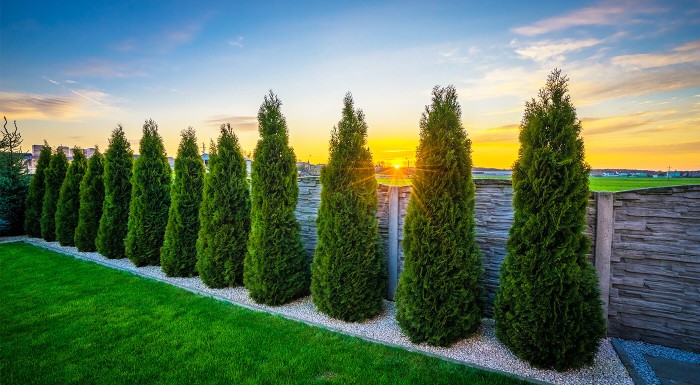 Tuja alebo krušpán do každej záhrady