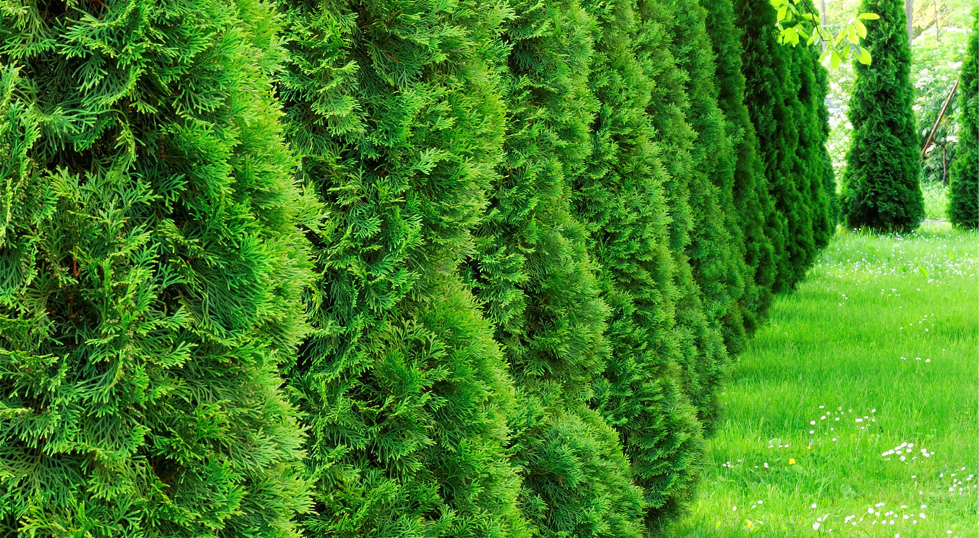 Tuja alebo krušpán do každej záhrady