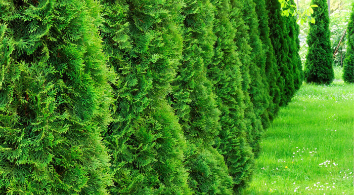 Tuja alebo krušpán do každej záhrady