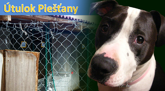 Pomôžte aj vy dobrej veci - dobrovoľný príspevok na nový plot v Piešťanskom útulku.