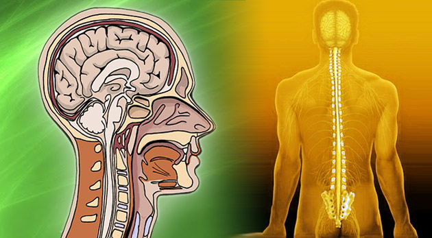 5 alebo 6 dňový kurz kraniosakrálnej terapie. Certifikované štúdium - pre masérov, fyzioterapeutov aj laikov.