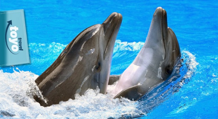 Delfinárium, úžasná show s delfínmi a návšteva zoo v Norimbergu. Nezabudnuteľný zájazd pre celú rodinu.