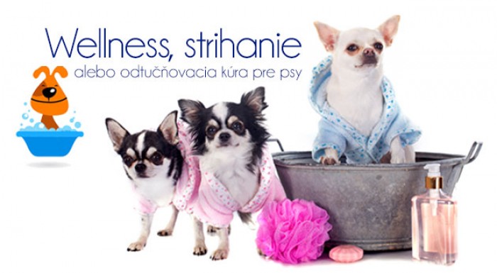 Strihanie, wellness, odtučňovacia kúra pre psov