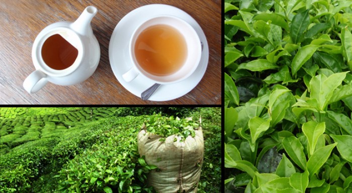 Ručne zbieraný zelený čaj z Vietnamu