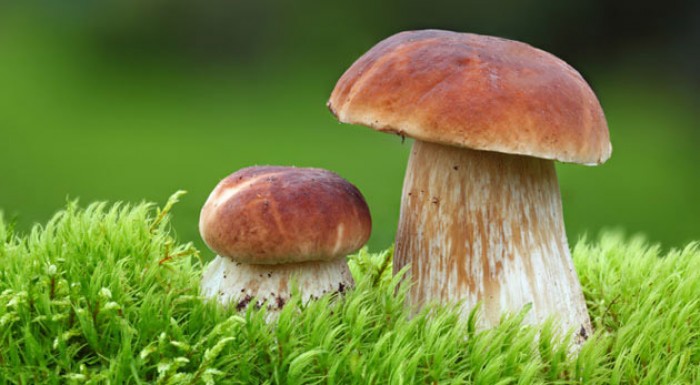 Pestovateľský mix 8 vychýrených druhov húb