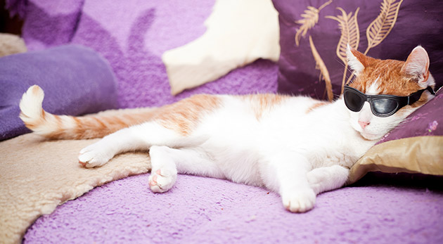 Hotel pre mačky so stravou