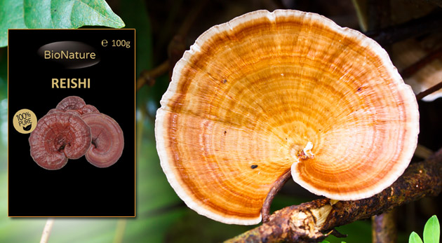 Reishi - huba večnej mladosti