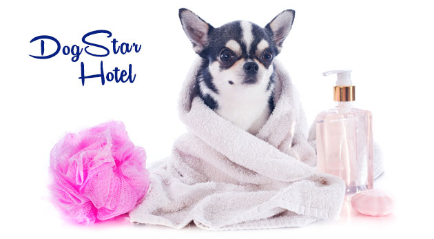 Strihanie, wellness, odtučňovacia kúra pre psov