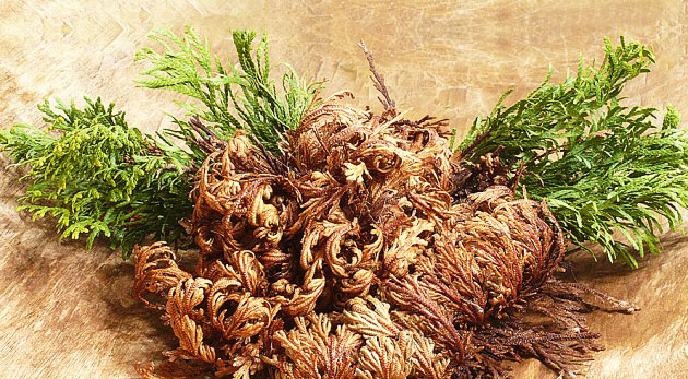 Nesmrteľná ruža z Jericha