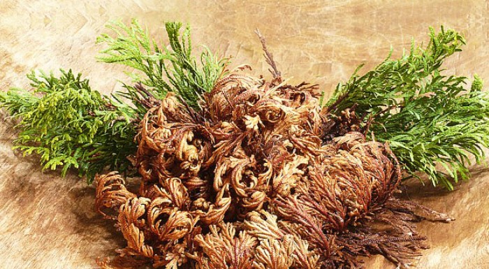 Nesmrteľná ruža z Jericha