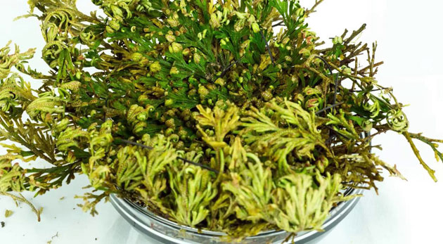 Nesmrteľná Ruža z Jericha. Bonus 3+1 zadarmo!