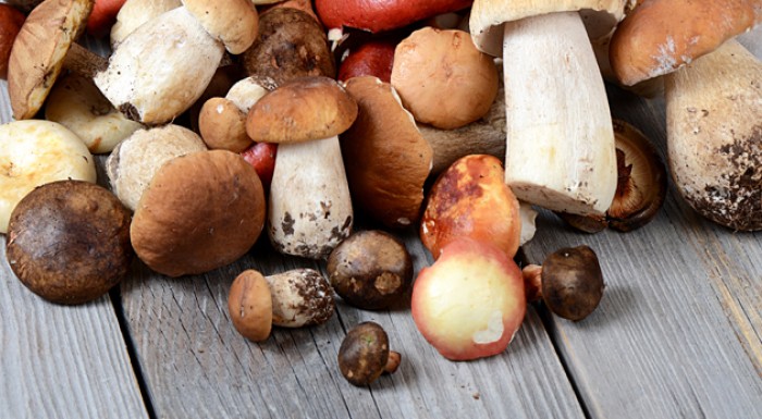 Pestovateľský mix 8 vychýrených druhov húb