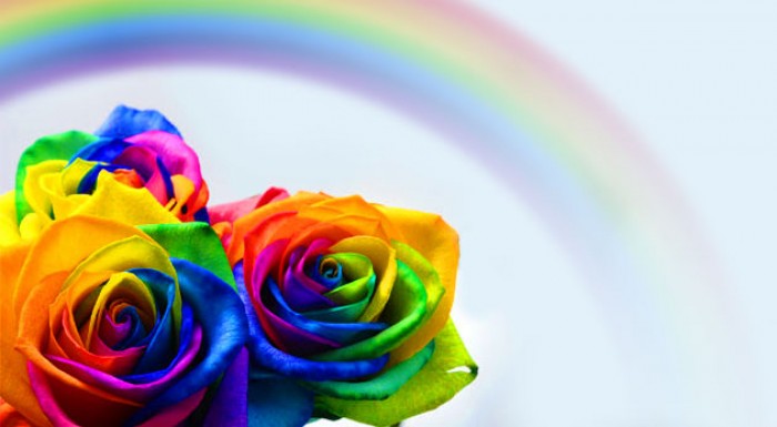 Dúhové ruže na pestovanie doma i v záhrade