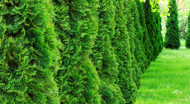 Tuja smaragdová do vašej záhradky