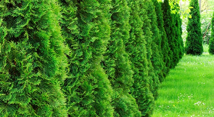Tuja smaragdová do vašej záhradky