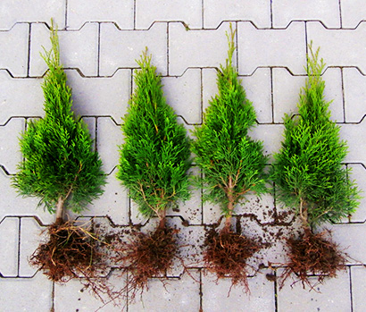 Tuja smaragdová (výška 40-50 cm)