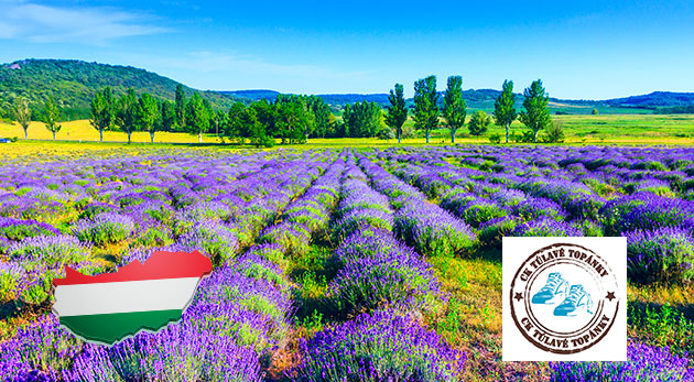 Levanduľový festival v Tihany na Balatone