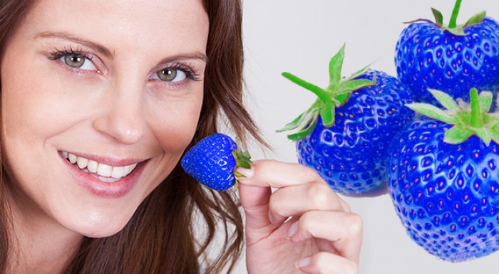 Semiačka modrých jahôd