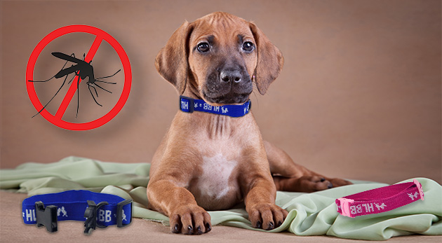 Antiparazitný obojok pre psy a mačky