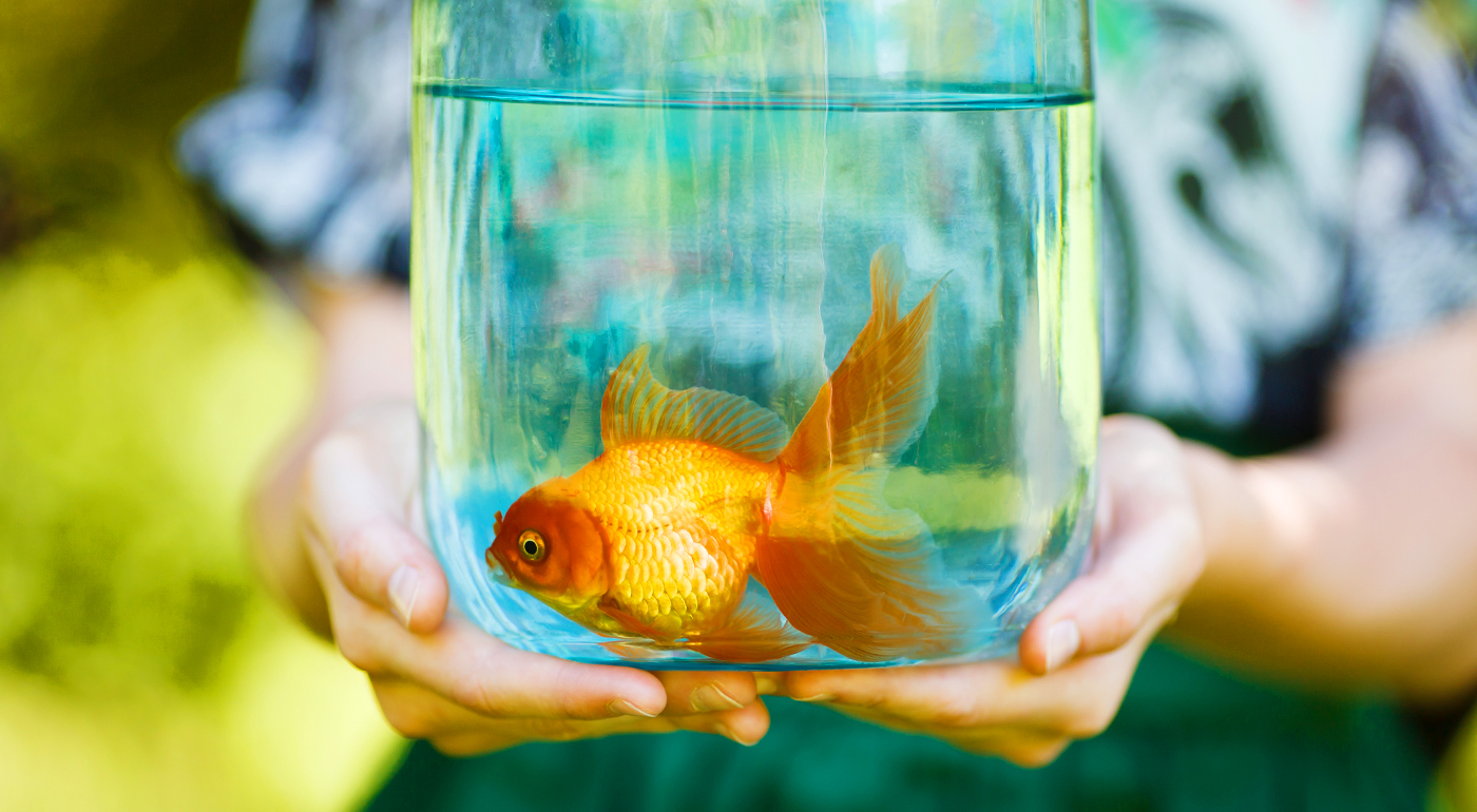 My Fun Fish pre šťastné deti a ich rybičky