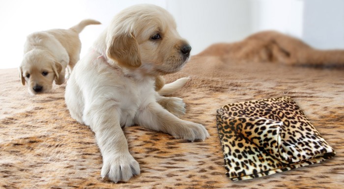 Príjemná deka pre domácich miláčikov