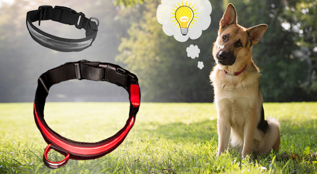 Obojok pre psíka s LED diódami