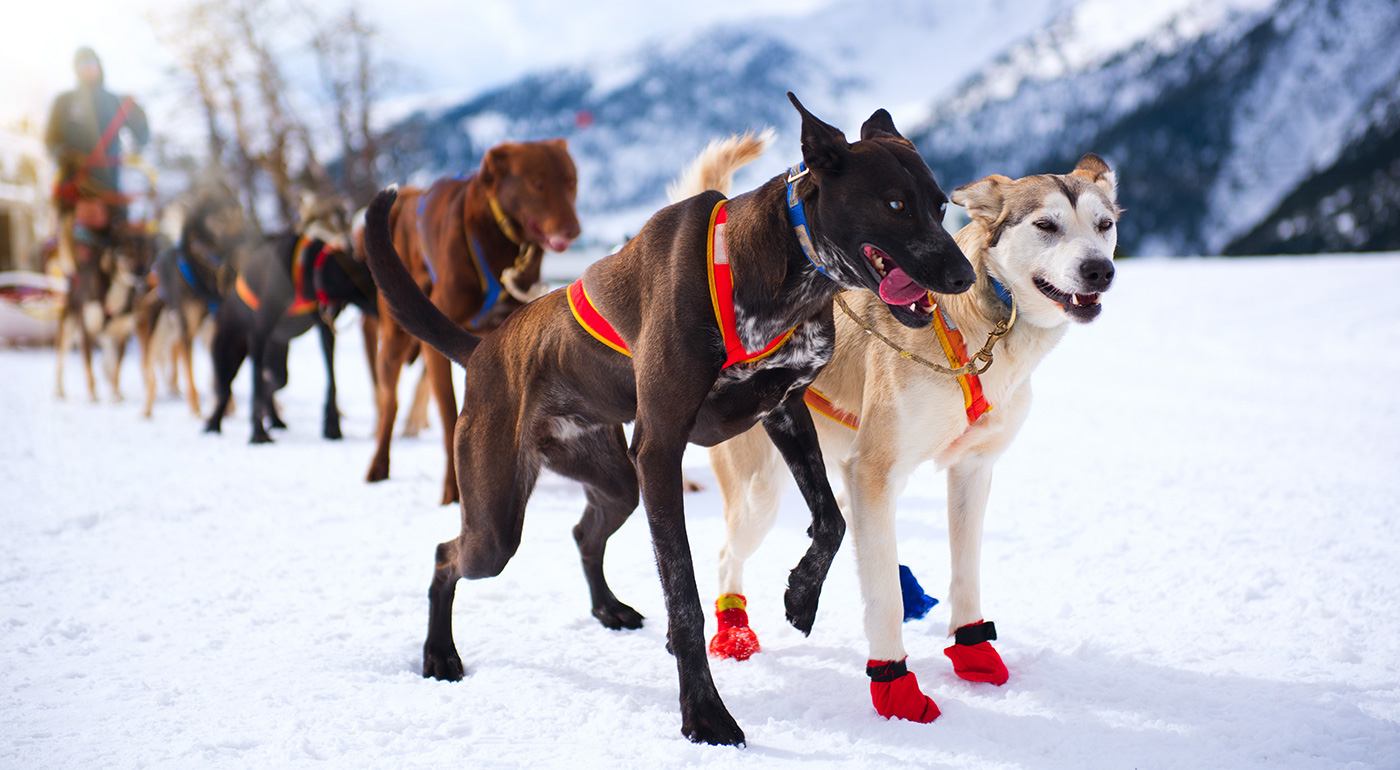 Jazdy so psími záprahmi