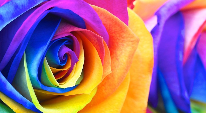 Dúhové ruže na pestovanie doma i v záhrade