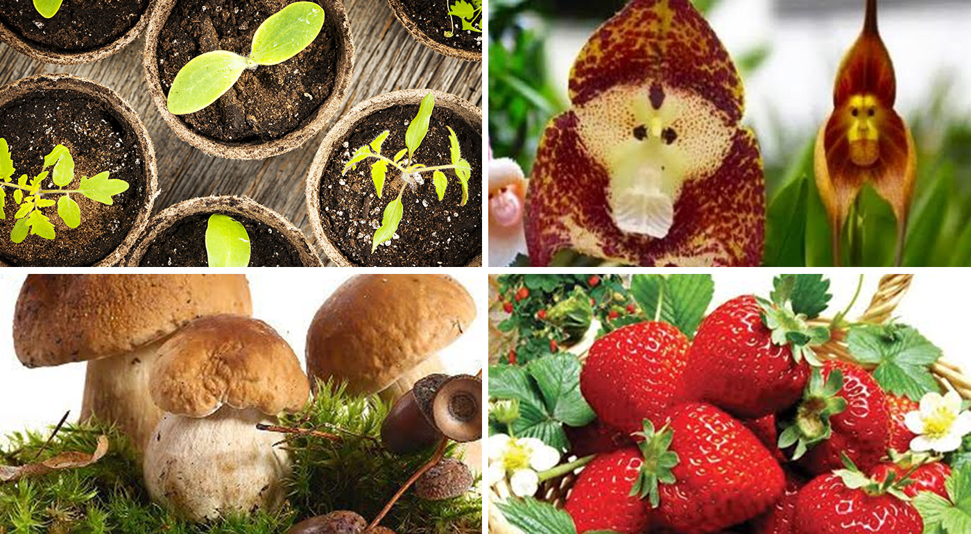 Vypestujte si - semienka jahôd, húb a orchideí