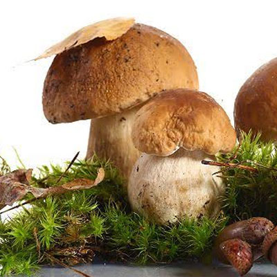 Balenie semiačok húb - mix 8 druhov (10g) - hríb hnedý, hríb smrekový, rýdzik pravý, kozák brezový, kozák osikový, masliak obyčajný, vatovec obrovský, hliva ustricová