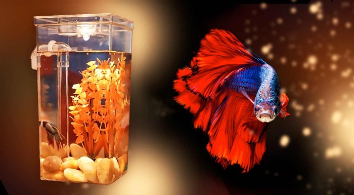 Samočistiace akvárium pre rybičky