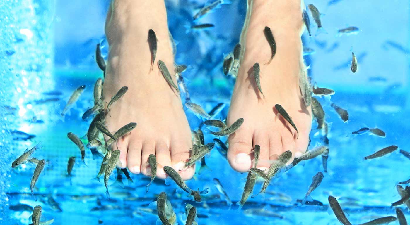 Biopedikúra rybičkami Garra Rufa vo Zvolene