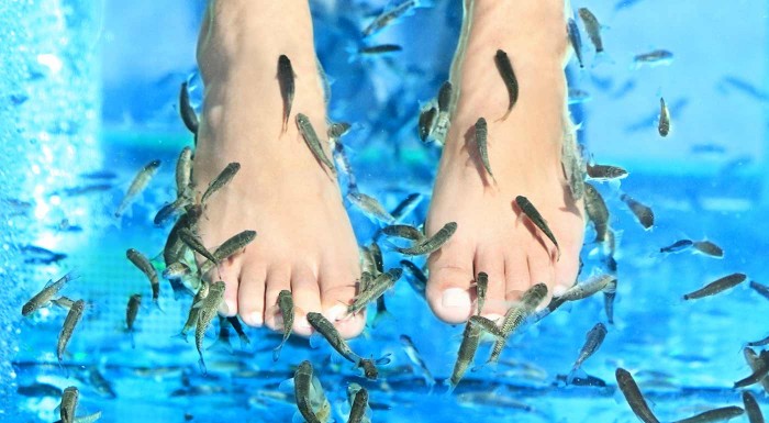 Biopedikúra rybičkami Garra Rufa vo Zvolene