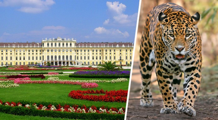 Doprava pre jednu osobu na zámok Schönbrunn v suse